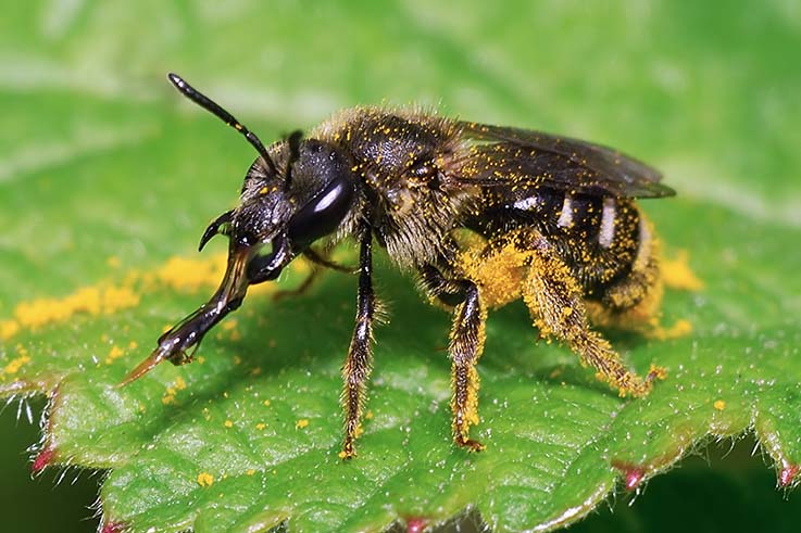 femmina di Apidae Halictinae che estroflette la lingua